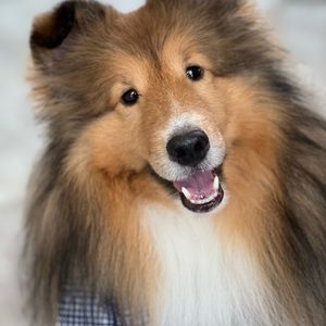 Meet your Posher, Tyler